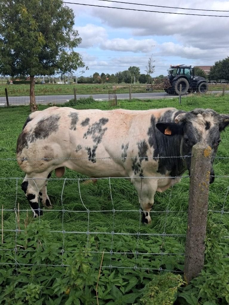 TE KOOP: dekstier, Mannelijk, 3 tot 6 jaar