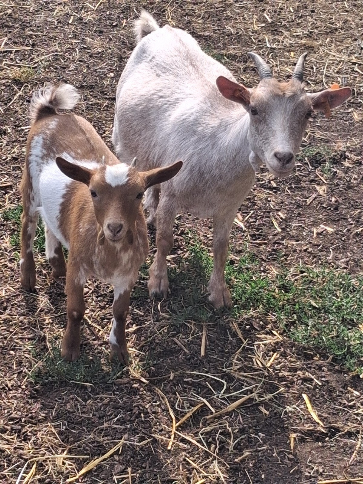 Dwerggeit. Samen met dochter ., Animaux & Accessoires, Moutons, Chèvres & Cochons, Femelle, Chèvre, 0 à 2 ans