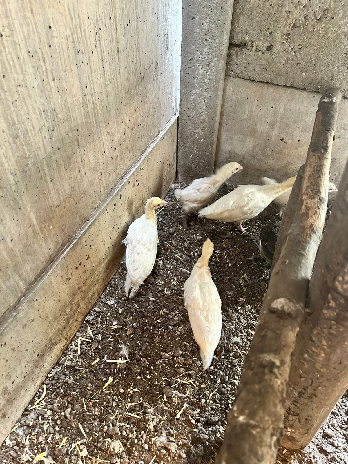 Poulle de Bresse, poussins paon et faisan doré, Animaux & Accessoires, Sexe inconnu, Poule ou poulet