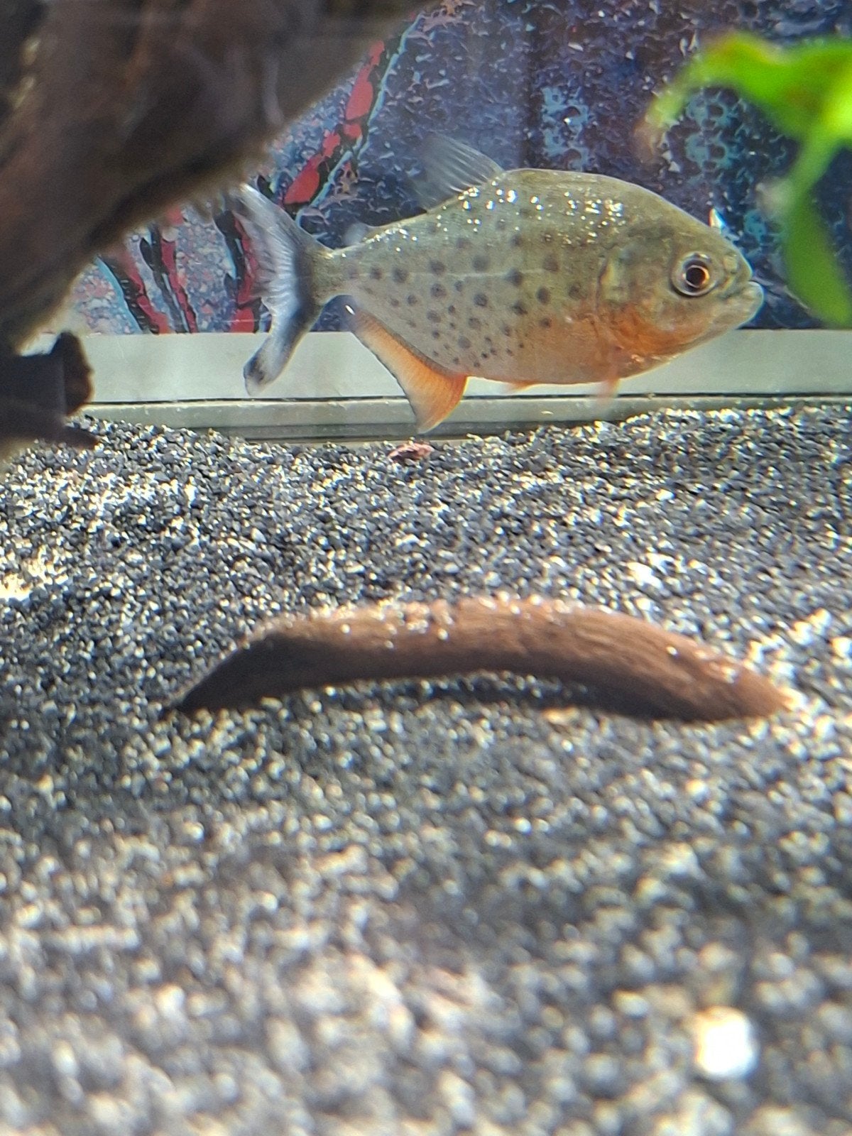 Piranha (Pygocentrus nattereri), Nieuw