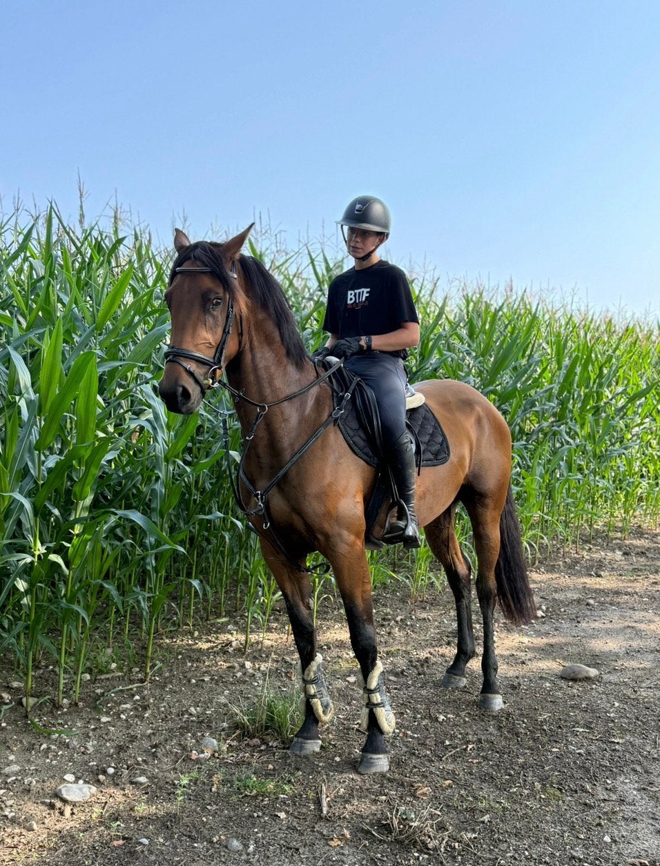 Zadelmak maken van paarden, Dieren en Toebehoren, Paarden, Zadelmak