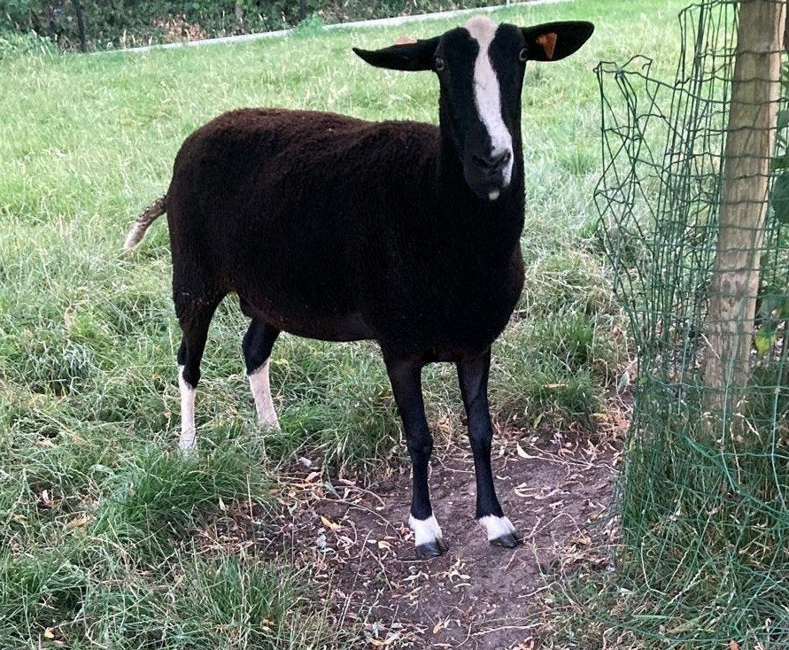 zwartbles ooi, Dieren en Toebehoren, Schapen, Geiten en Varkens, Vrouwelijk, Schaap, 3 tot 5 jaar