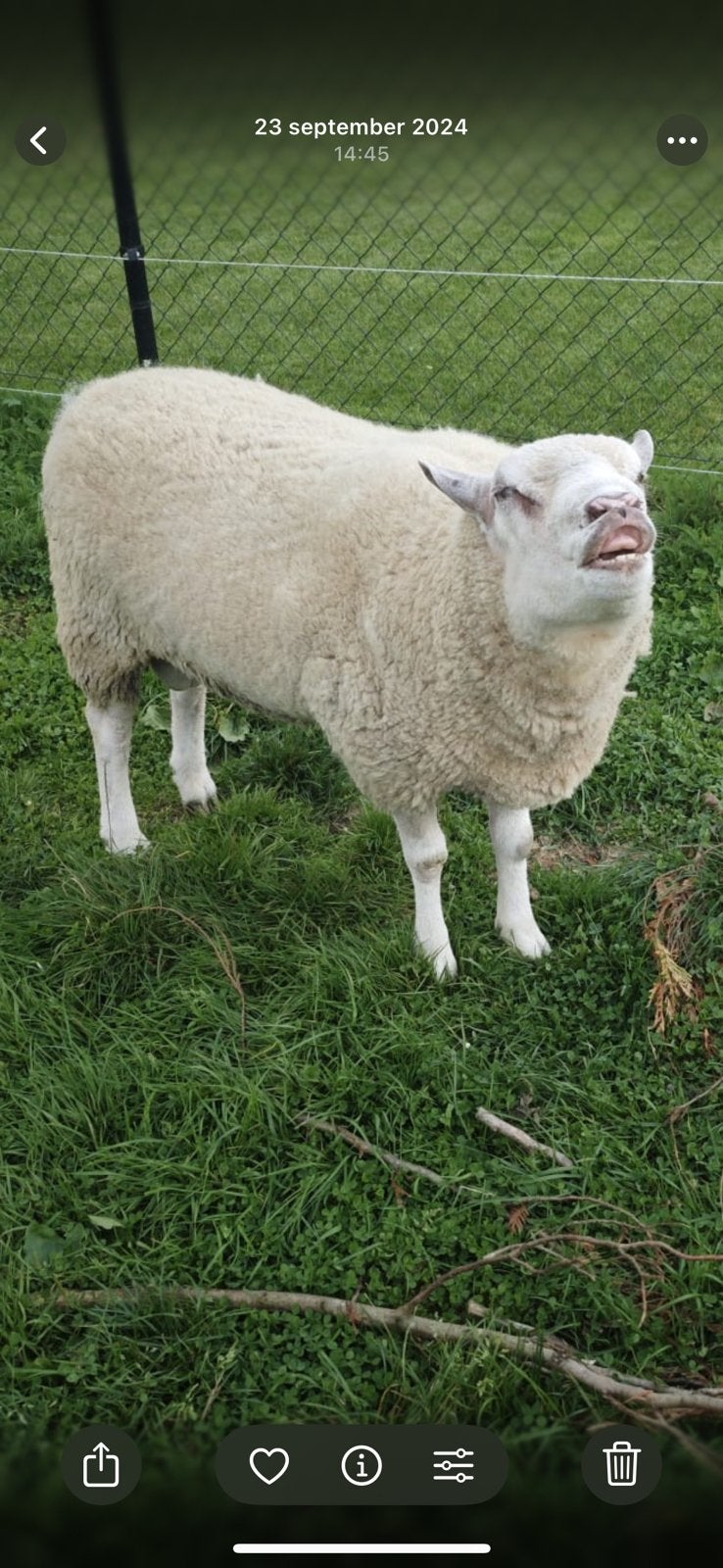 Tam schaap ram, Schaap, 3 tot 5 jaar