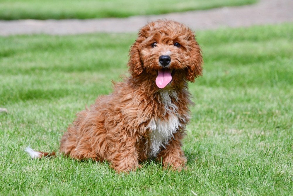 Chiots Cavapoo à vendre, Animaux & Accessoires, Chiens | Sans pedigree, 15 semaines à 1 an, Petit, Plusieurs animaux, Éleveur | Professionnel