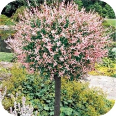 Salix integra Hakuro nishiki, Bonte wilg, flamingoboom, Plante fixe