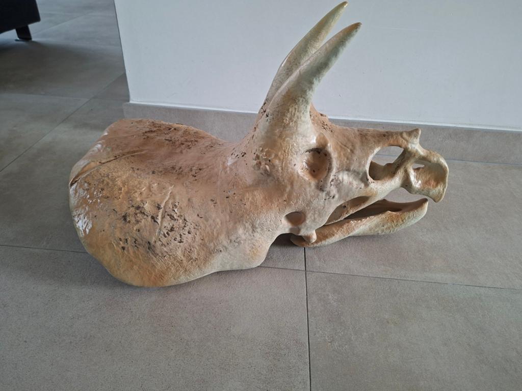 Triceratops schedel replica, Ophalen