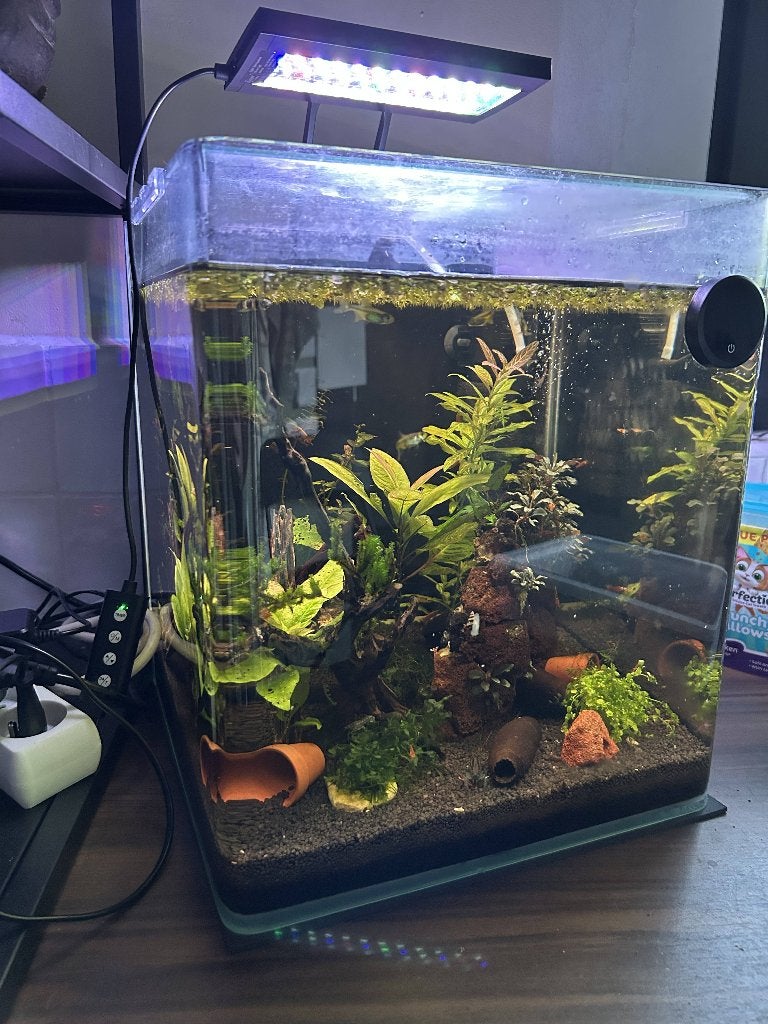 Aqua Della Urbyss Q3 aquarium met toebehoren, Ophalen, Inclusief planten, Aquael, Gevuld zoetwateraquarium
