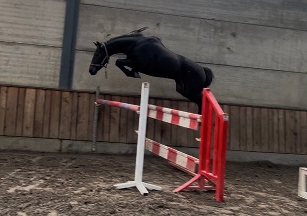 Mooie en fijne 3j ruin met kwaliteit, Springpaard, Met stamboom, Ruin, 3 tot 6 jaar