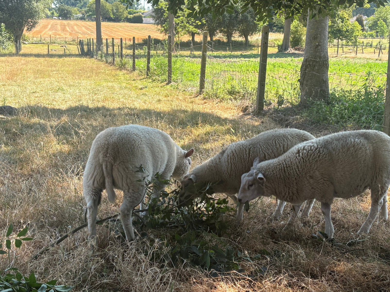 Agneaux à vendre, Animaux & Accessoires, Femelle, Mouton, 0 à 2 ans