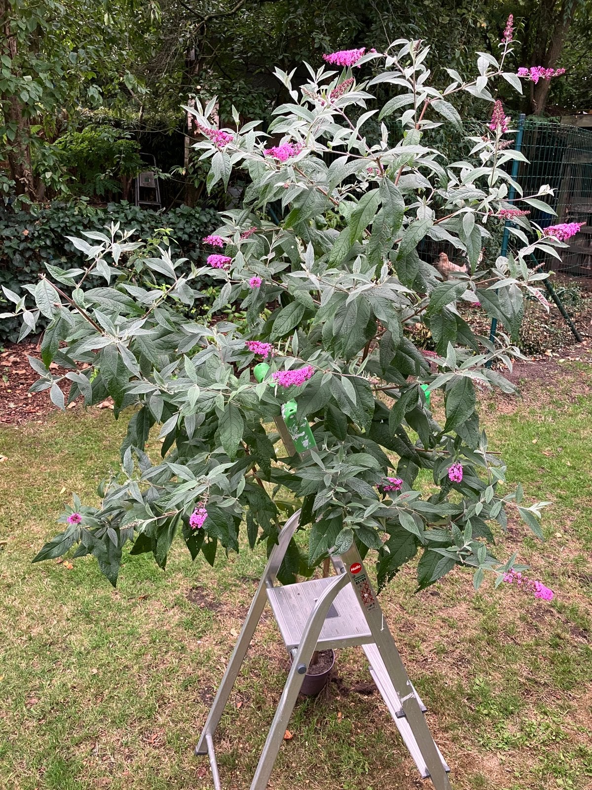 Vinderstruik roze 1,8 meter hoog (in pot), Tuin en Terras, Ophalen, In pot, Volle zon, 100 tot 250 cm