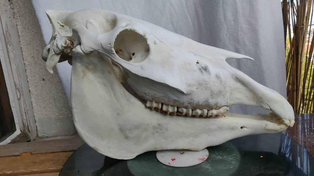 Schedel van een veulen paard paardenschedel anatomie botten, Verzenden, Zo goed als nieuw, Paard, Schedel