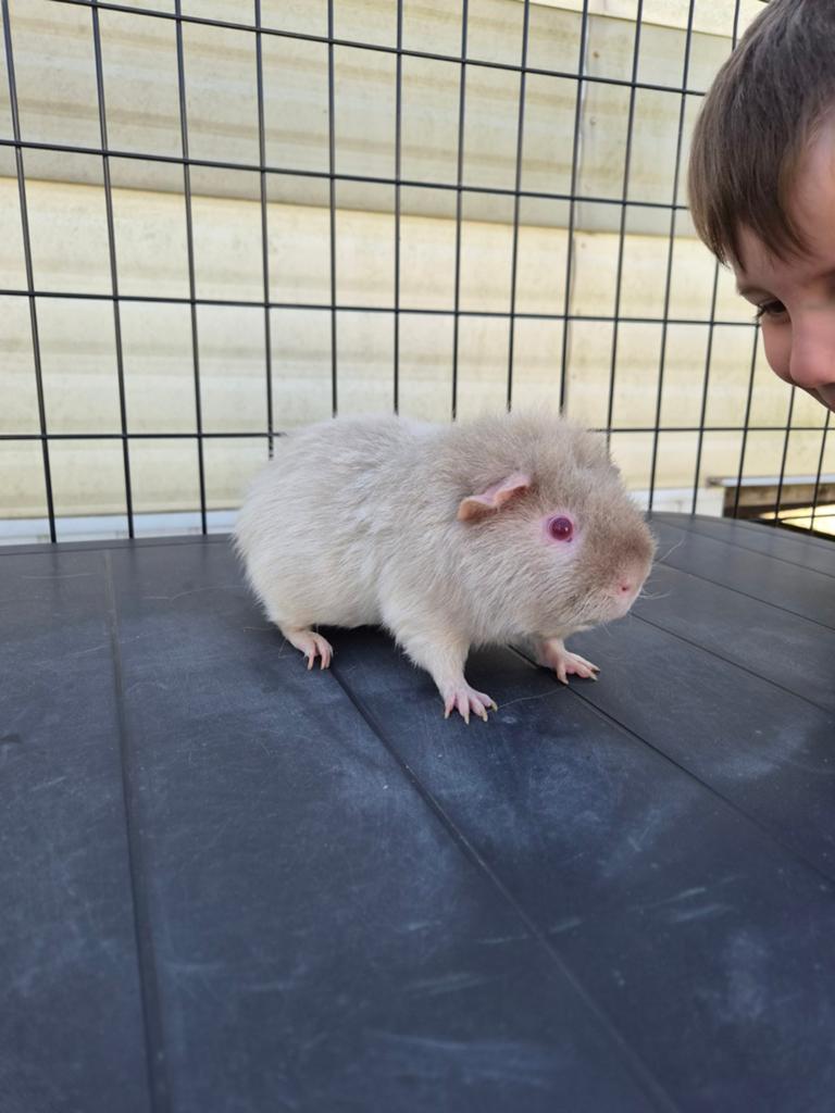 Handtam us teddy beer, Dieren en Toebehoren, Knaagdieren, Augustus, Mannelijk, Cavia