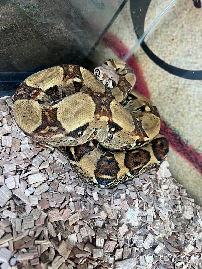 Boa constrictor, Serpent, 3 à 6 ans