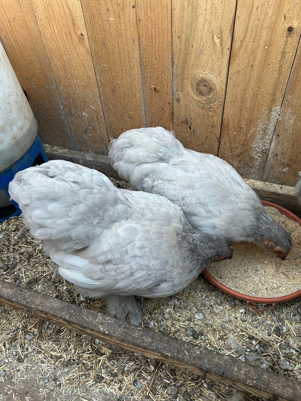 Cochin hen - parelgrijs