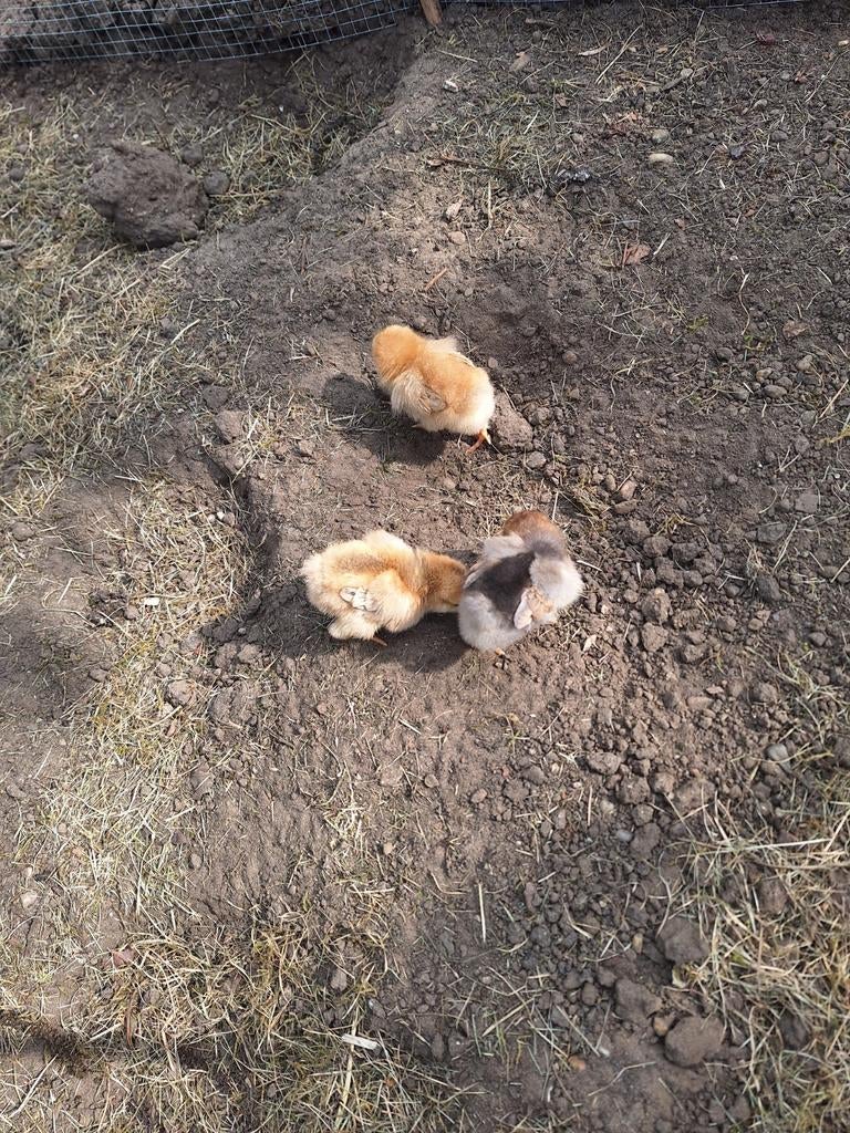 Kuikens, Dieren en Toebehoren, Pluimvee
