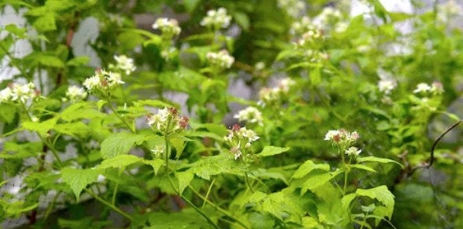 plantes à donner, Printemps, Enlèvement, Plantes fruitières, Plante fixe