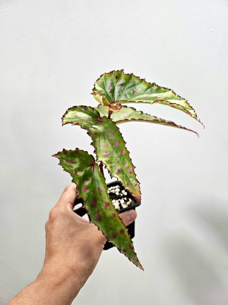 Begonia Pink Dottie #2, Maison & Meubles, Plantes d'intérieur, Autres espèces, En pot, Enlèvement ou Envoi, Moins de 100 cm