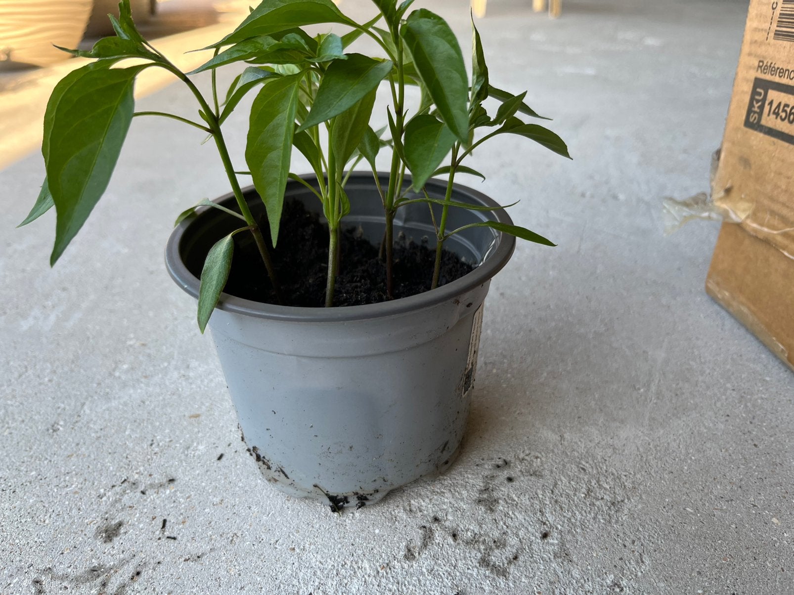 Chilipeper plantjes te koop, Ophalen