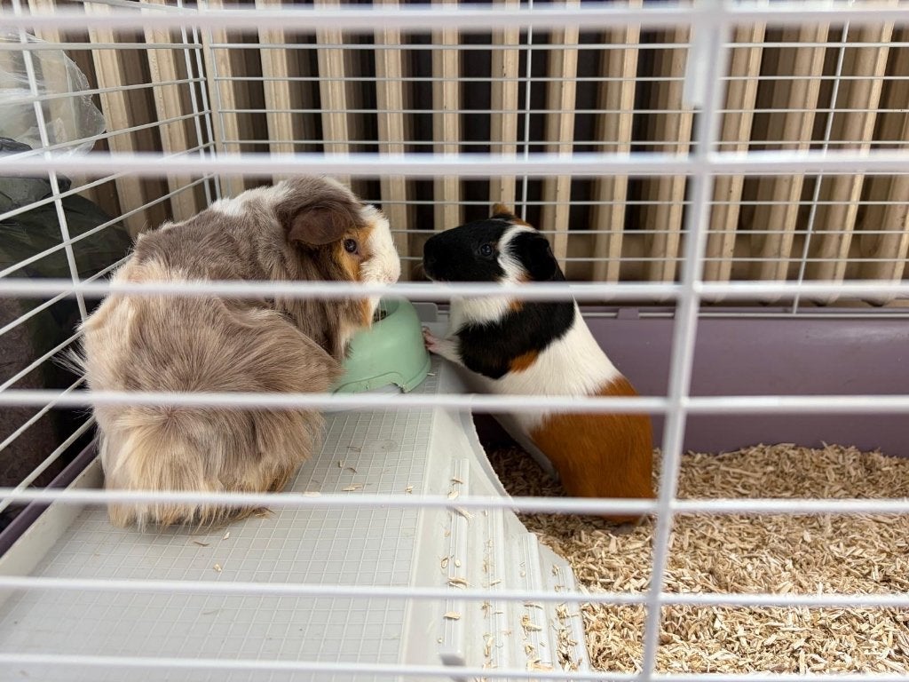 Cochons d’inde Mâles et cage, Animaux & Accessoires, Cobaye, Moins de 60 cm, Cage, Utilisé