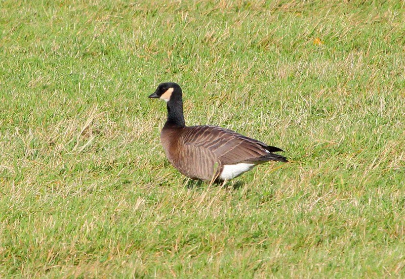 Gezocht Kleine Canada Gans, Dieren en Toebehoren, Pluimvee, Gans of Zwaan
