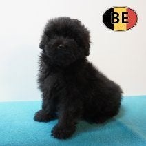 chiots Pomapoo à vendre (nés en Belgique), Animaux & Accessoires, Chiens | Chihuahuas & Chiens de compagnie, 15 semaines à 1 an
