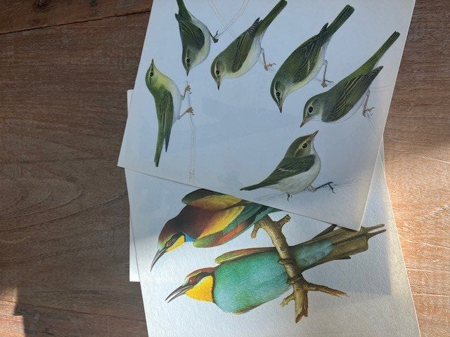 Artis prentjes, Enlèvement, Comme neuf, Nature, Gravure