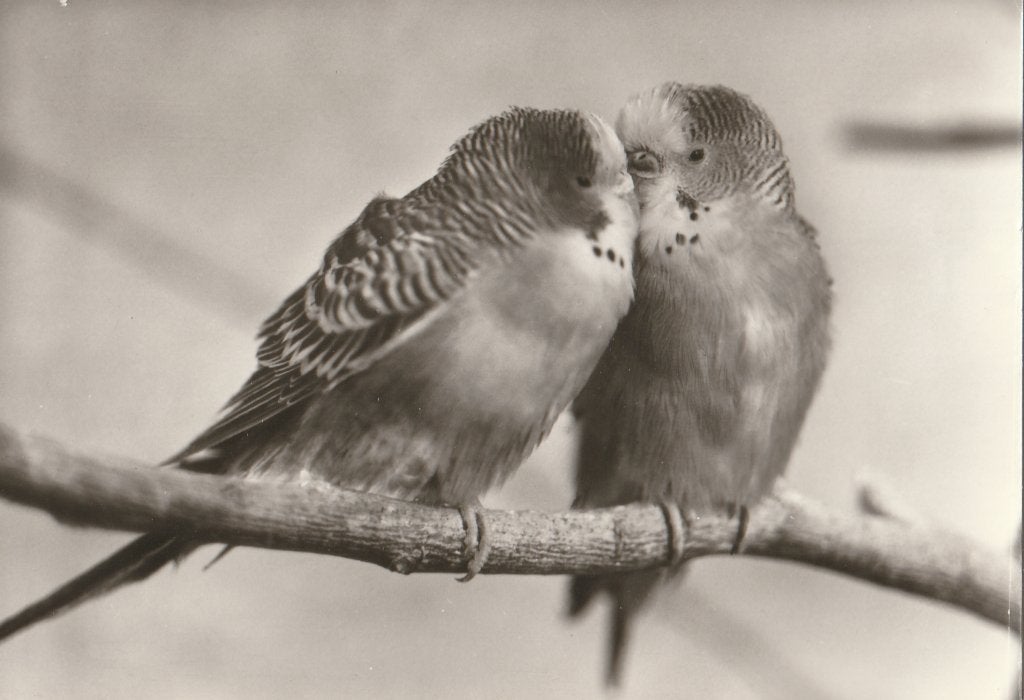 GRASPARKIETEN, Verzamelen, Postkaarten | Dieren, Verzenden, Ongelopen, Vogel
