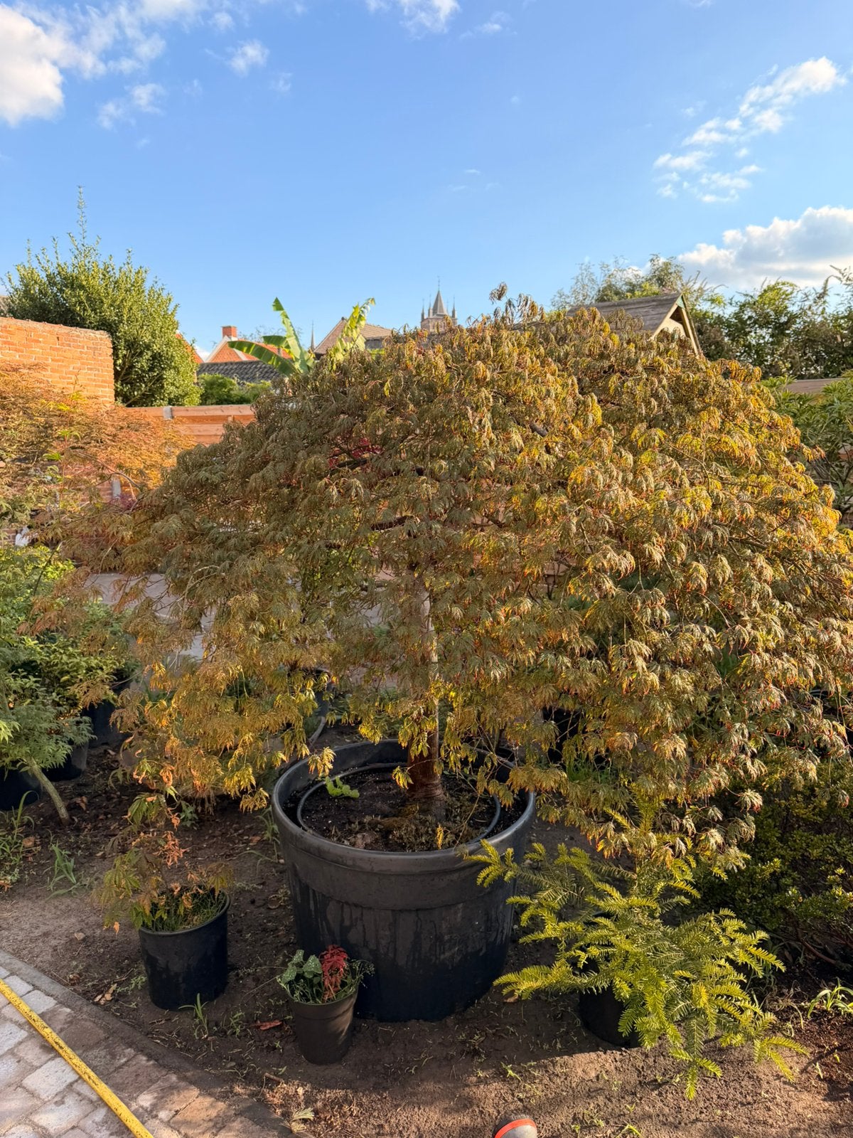 Oude japanse esdoorn, Tuin en Terras, Planten | Struiken en Hagen, Ophalen, Esdoorn