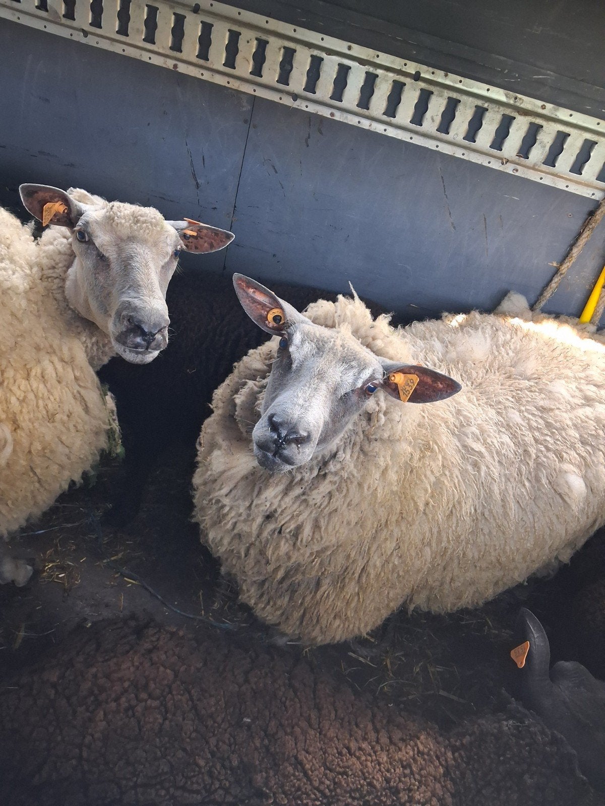 Aankoop schapen., Dieren en Toebehoren
