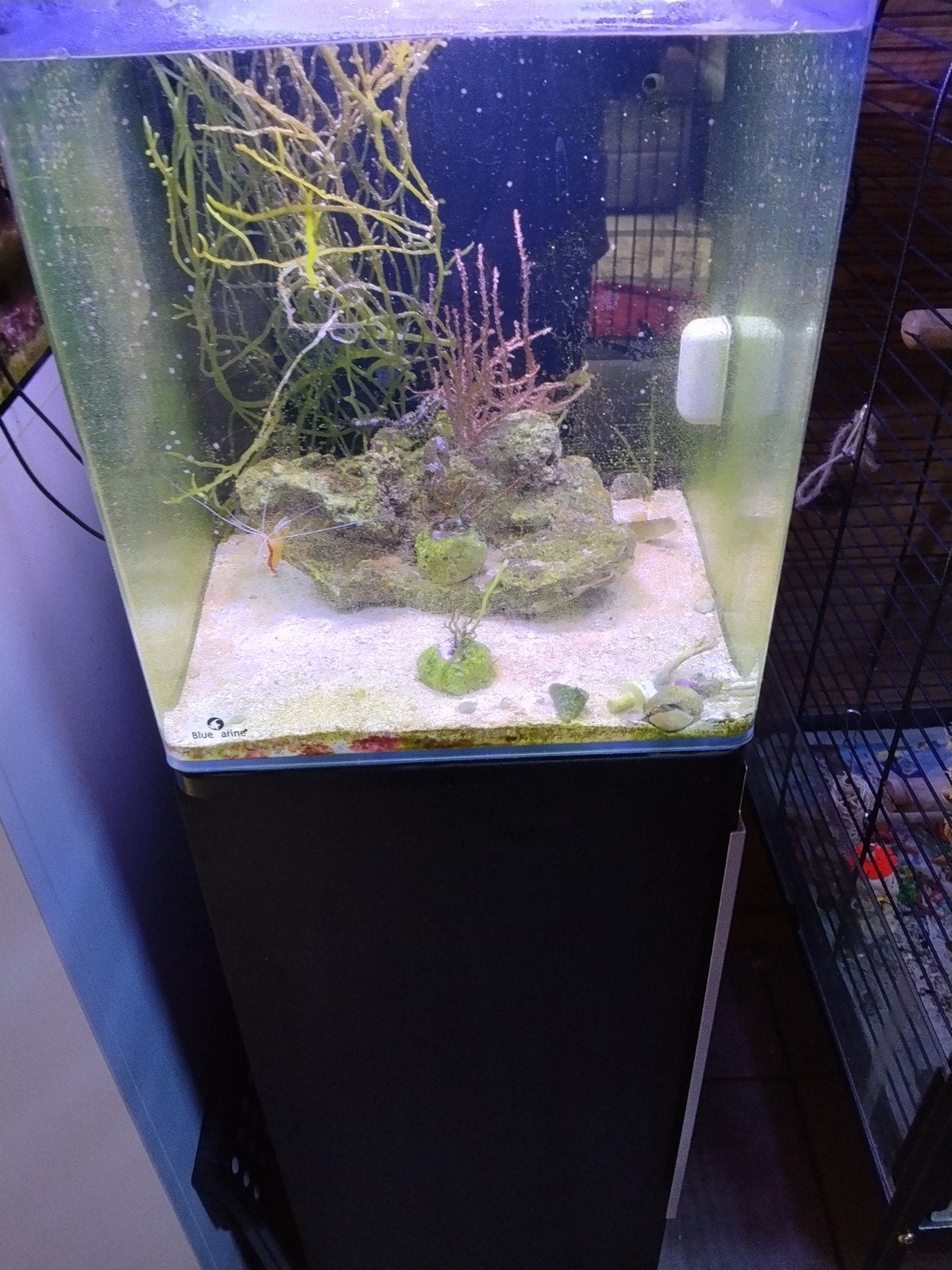 zeeaquarium met zeepaardjes, Ophalen, Filter