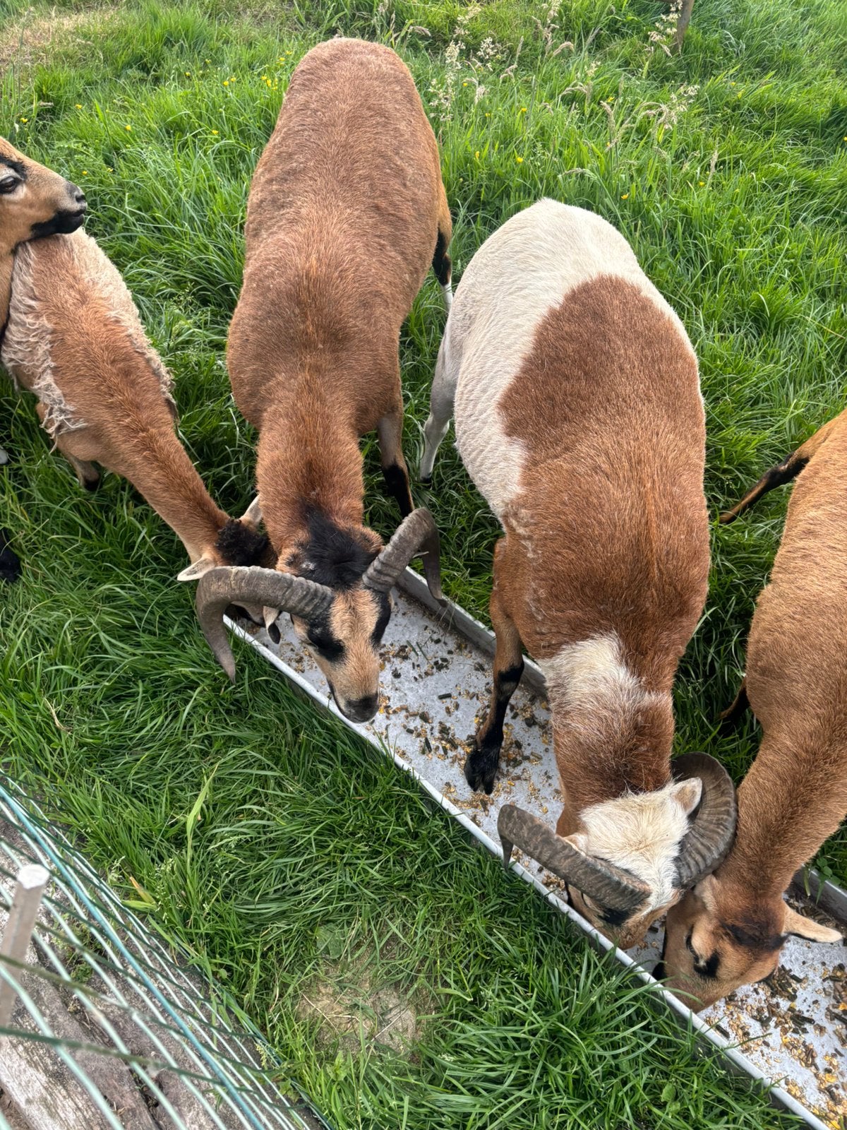 Kameroen schapen