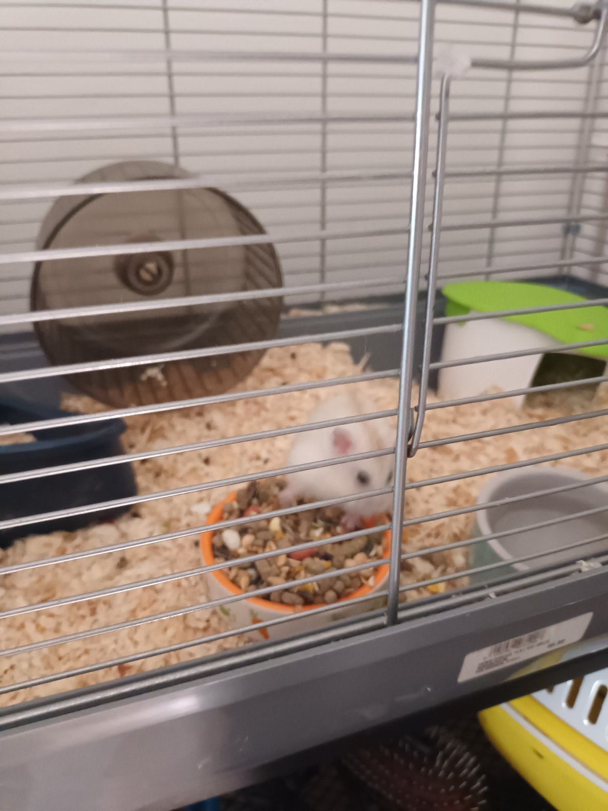 hamster. zoekt nieuwe thuis., Dieren en Toebehoren, Ophalen, Kooi, Hamster