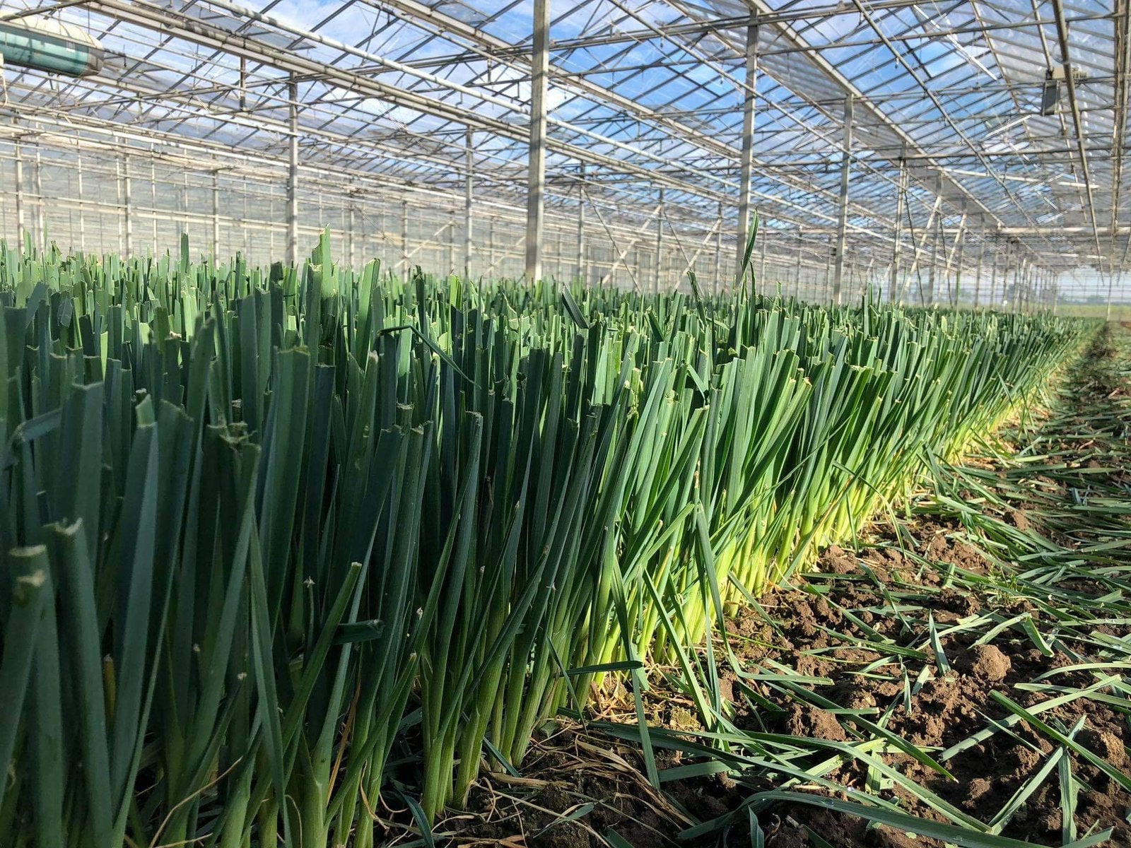 Preiplanten, Ophalen