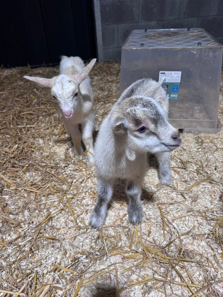 2 geiten en 2 kameroenschapen te reserveren, April, Mannelijk