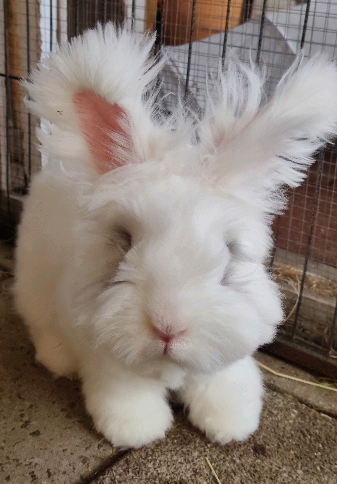 Ras zuivere blauw broken Ram bl ogen Engelse Angora., Dieren en Toebehoren