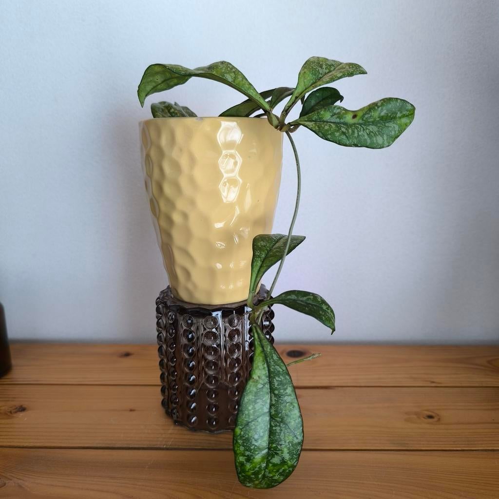 Hoya crassipetiolata splash, Huis en Inrichting, Kamerplanten, Ophalen of Verzenden