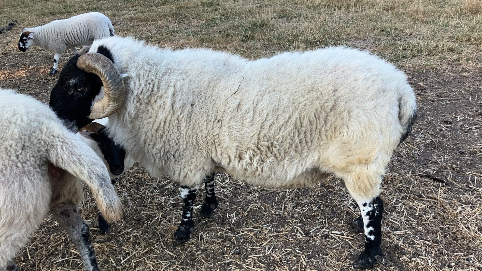 schotich blacface ram, Animaux & Accessoires