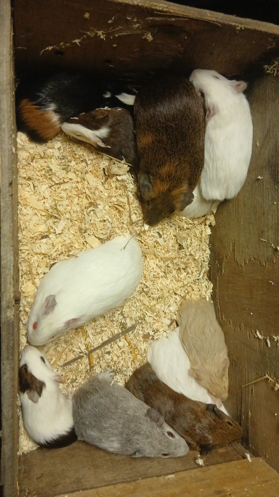 jonge kleurrijke cavias, Animaux & Accessoires, Rongeurs, Juin