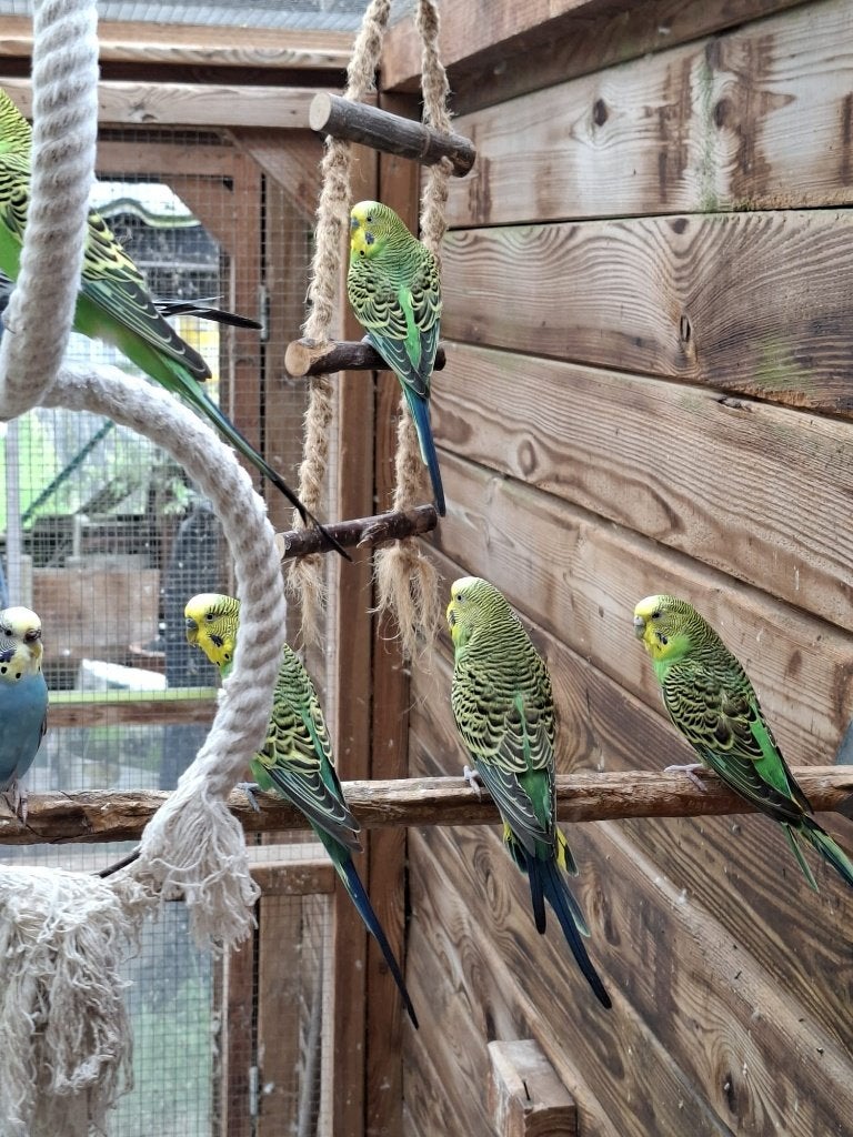 Perruches ondulées à vendre en raison d'un déménagement, Plusieurs animaux, Perruche