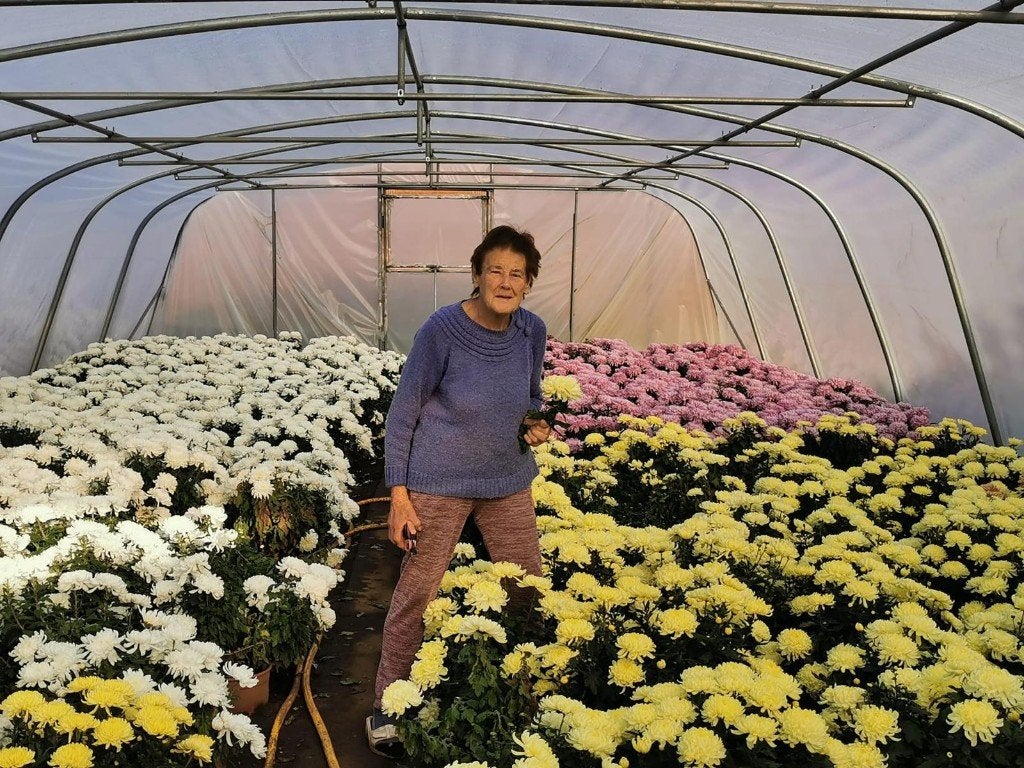 Chrysanten en bloemstukken, Ophalen
