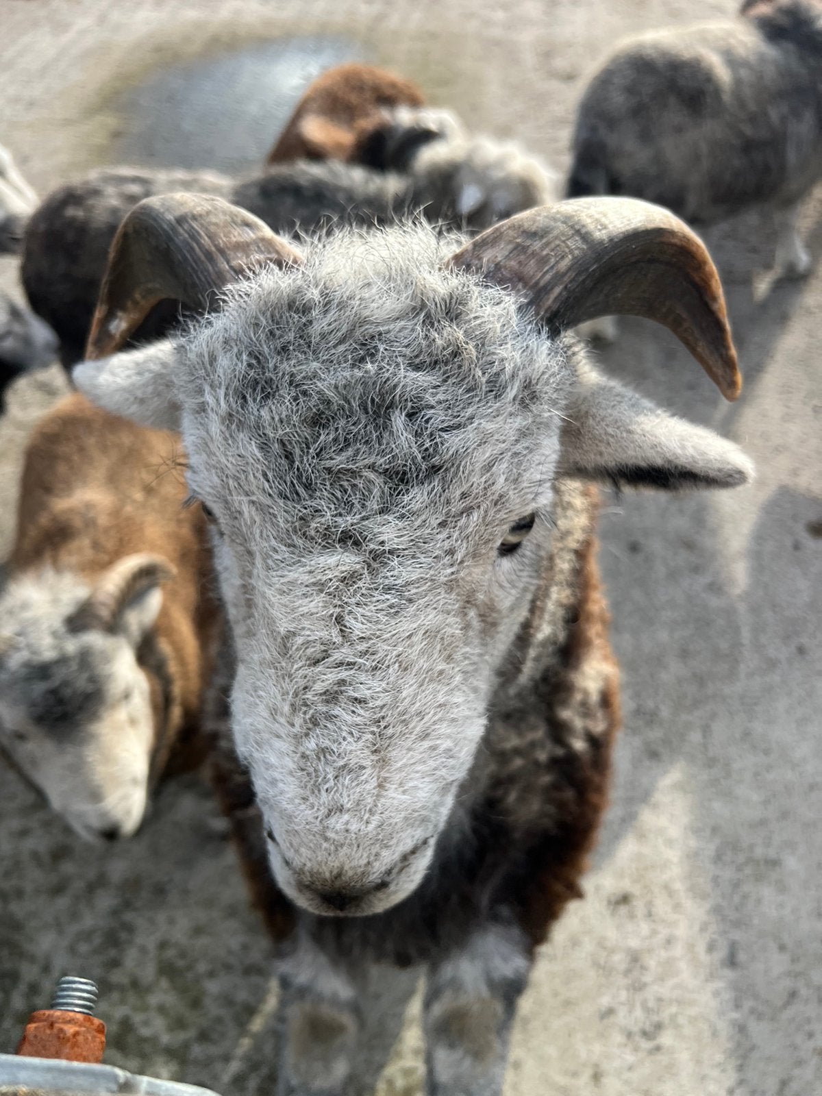 Herdwick schaap, verschillende rammetjes te koop, Mouton