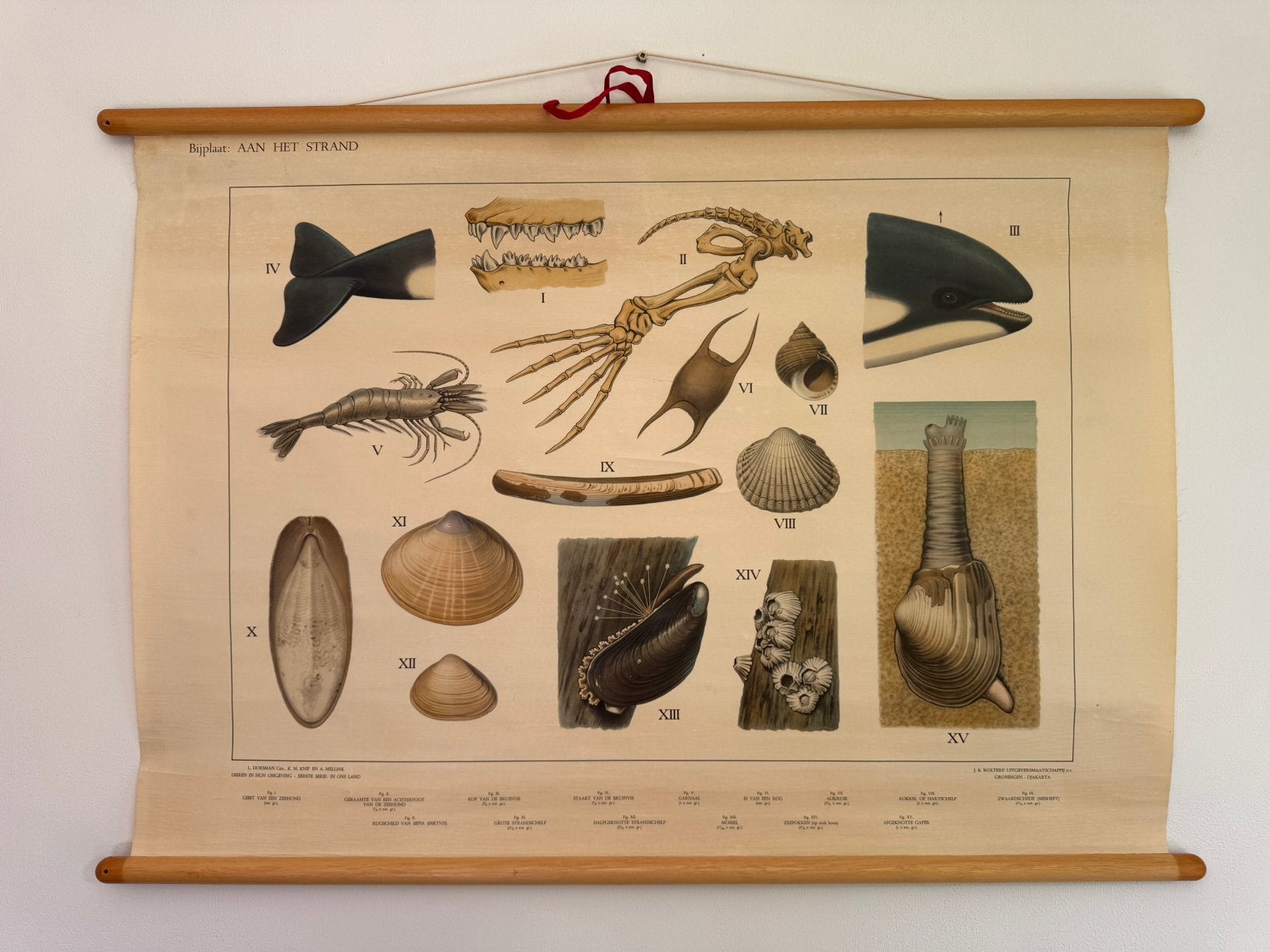 Schoolkaart Aan het strand, Enlèvement, Nature et Biologie