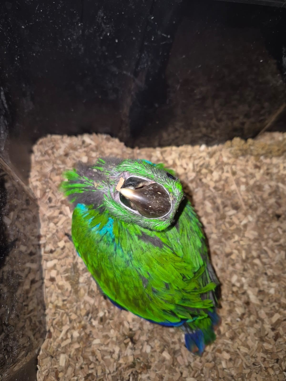 tamme edel man papegaai, Dieren en Toebehoren, Mannelijk, Papegaai, Pratend