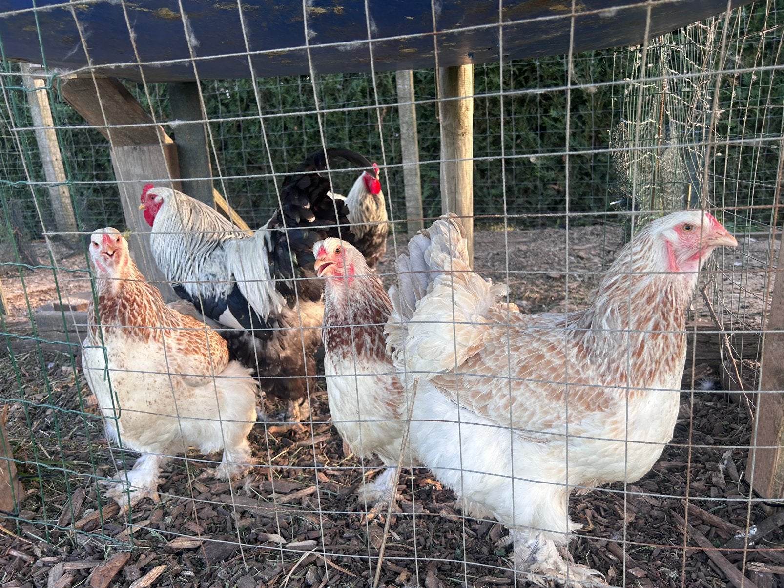Œufs à éclore de saumon Brahma, Animaux & Accessoires, Plusieurs animaux, Poule ou poulet