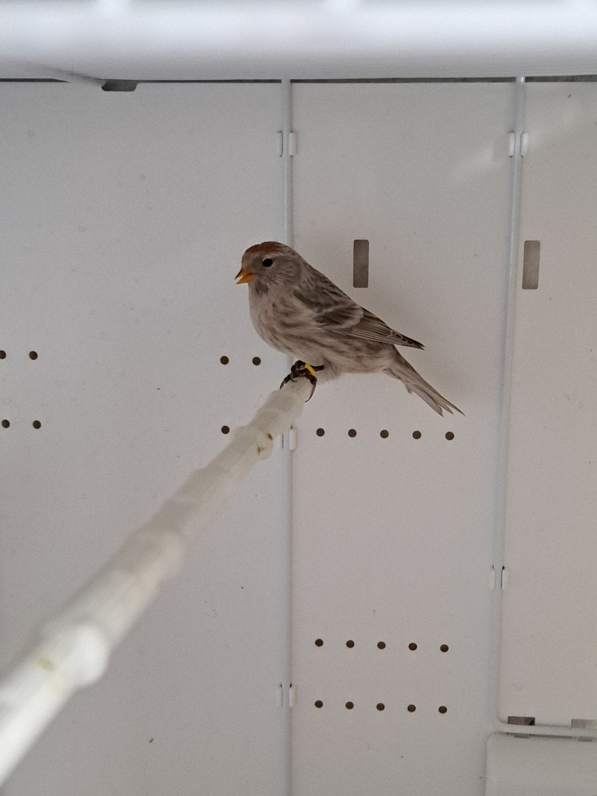 Barmsijs pop, Dieren en Toebehoren, Vrouwelijk, Wildzangvogel, Geringd