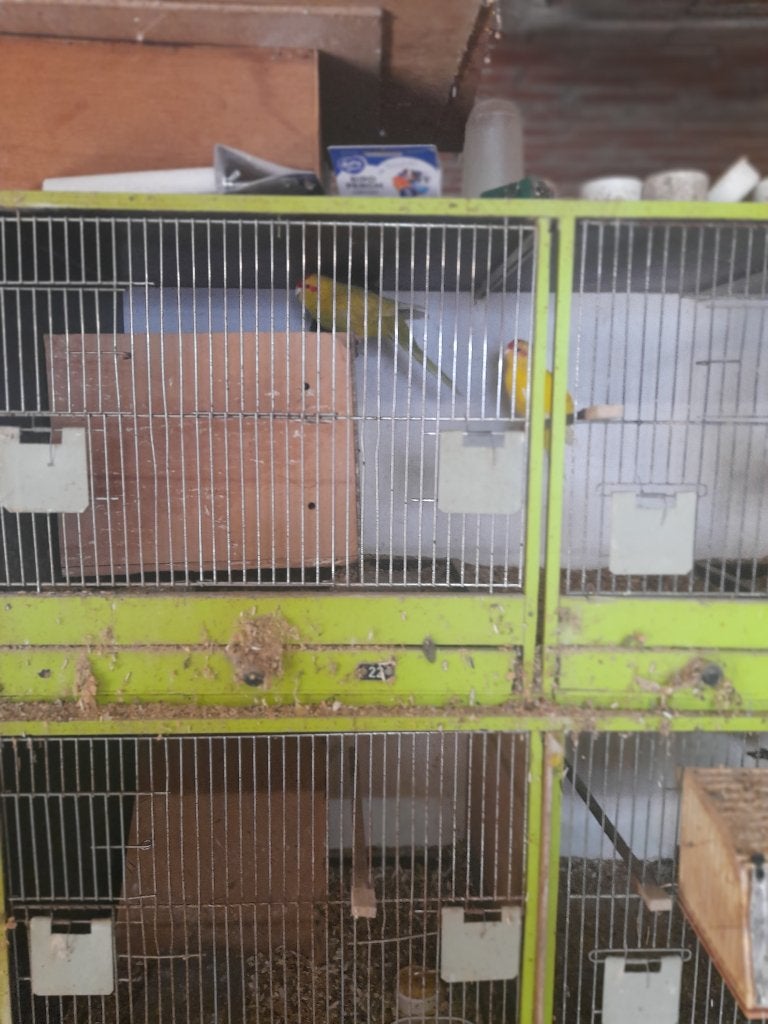 Kakarikies, Meerdere dieren, Parkiet