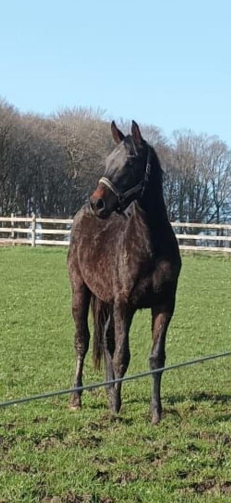 2 jarige dressuur/recreatiemerrie