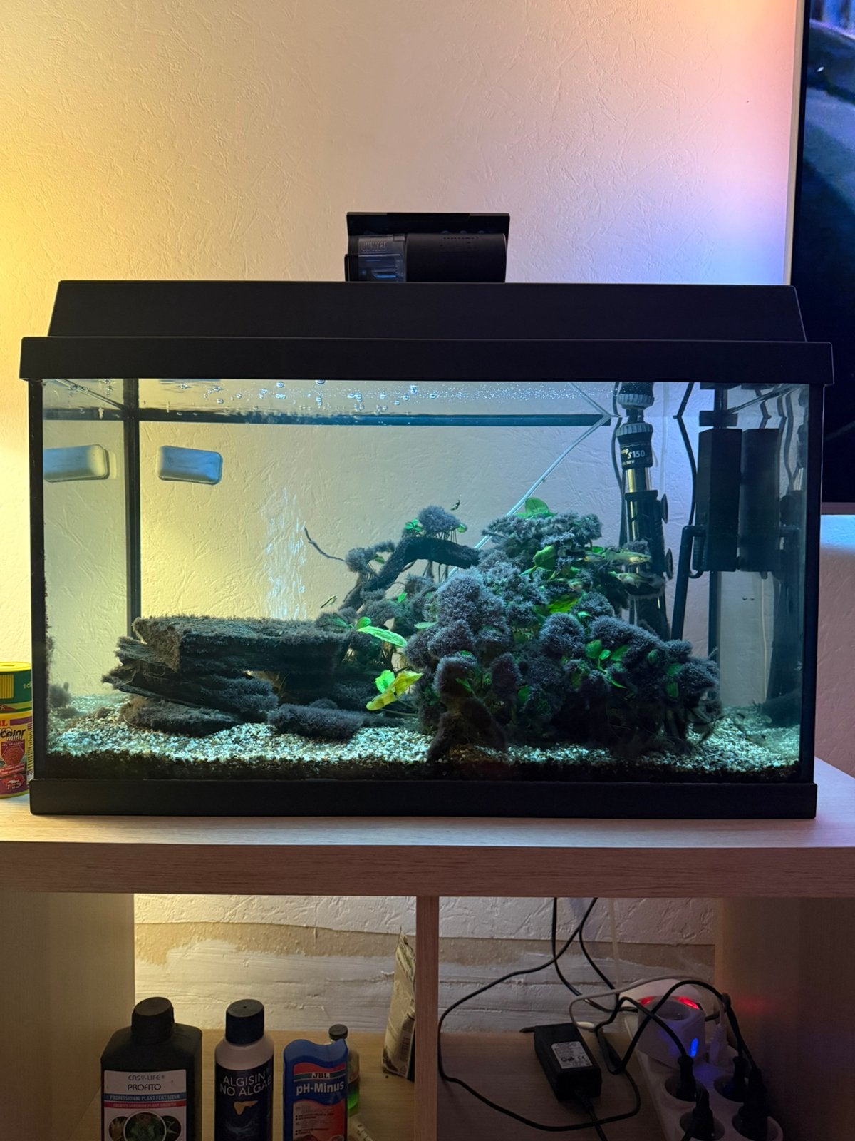 Aquarium Juwel 60l met toebehoren en vissen, Enlèvement, Utilisé, Juwel, Aquarium d'eau douce rempli