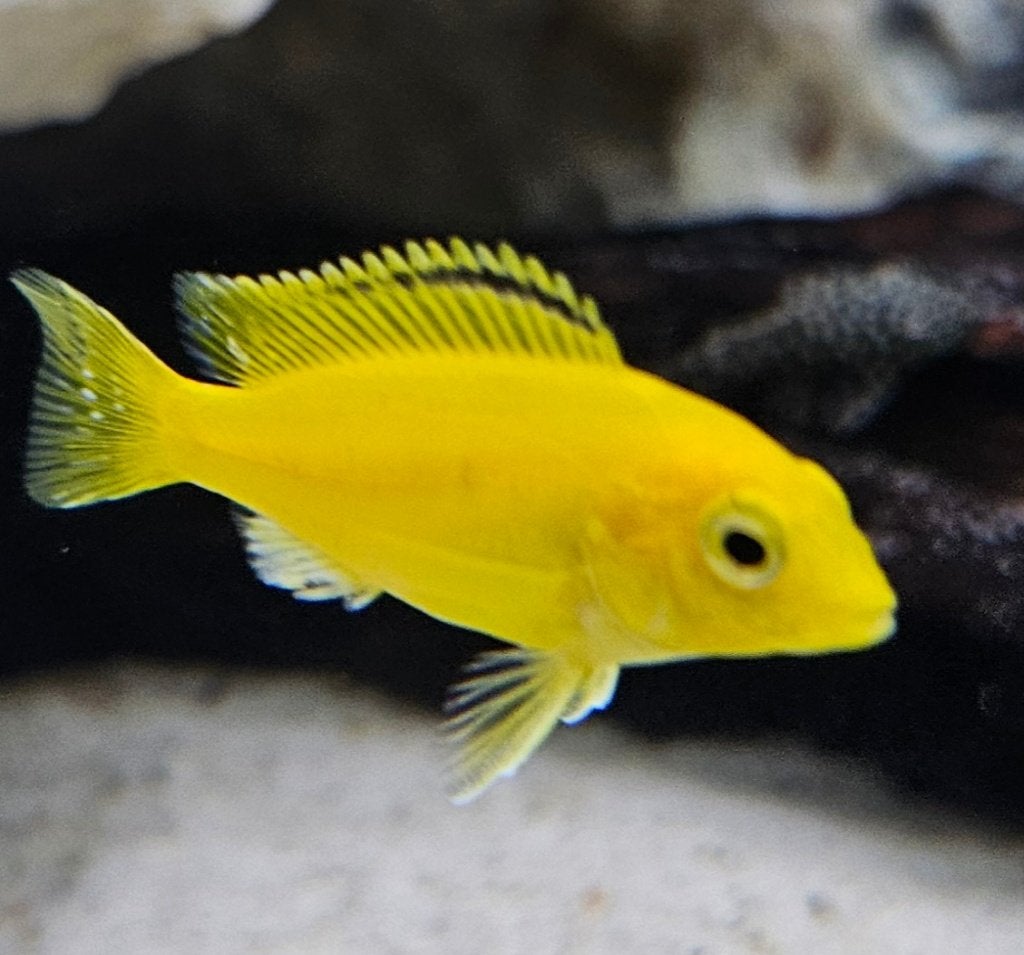 Cichlidés jaunes du Malawi Labidochromis caeruleus, Poisson, Poisson d'eau douce