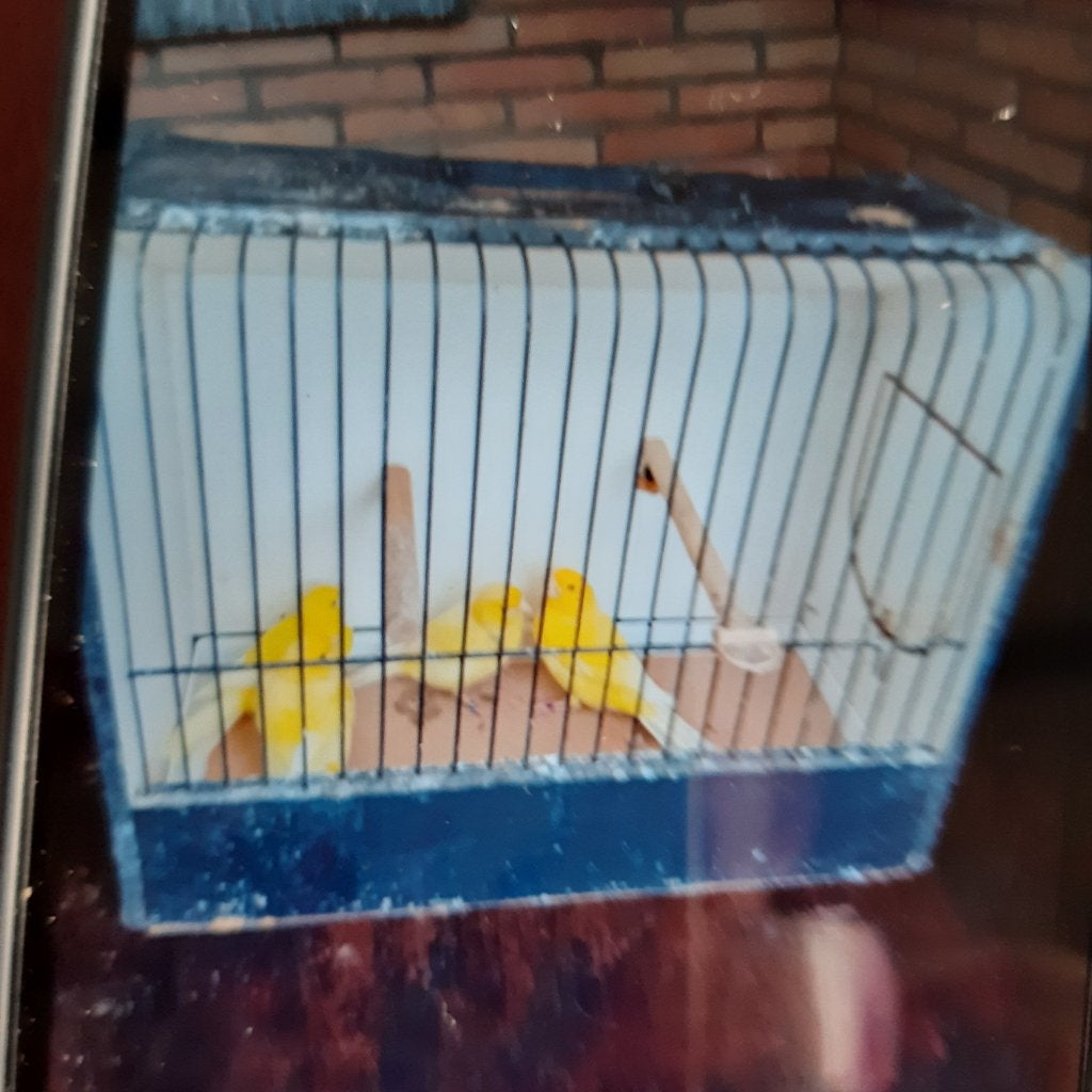 vogels, Dieren en Toebehoren